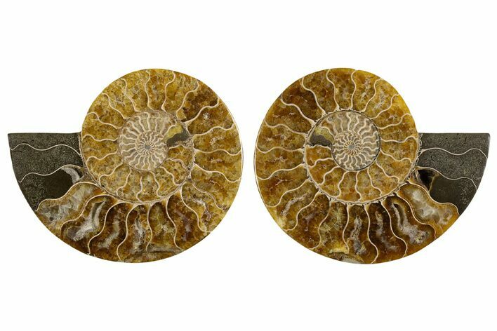 Cut & Polished, Crystal-Filled Ammonite Fossil - Madagascar #333725